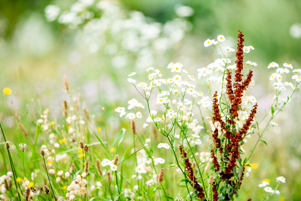 main-donau-park-g2-mitten-in-der-natur